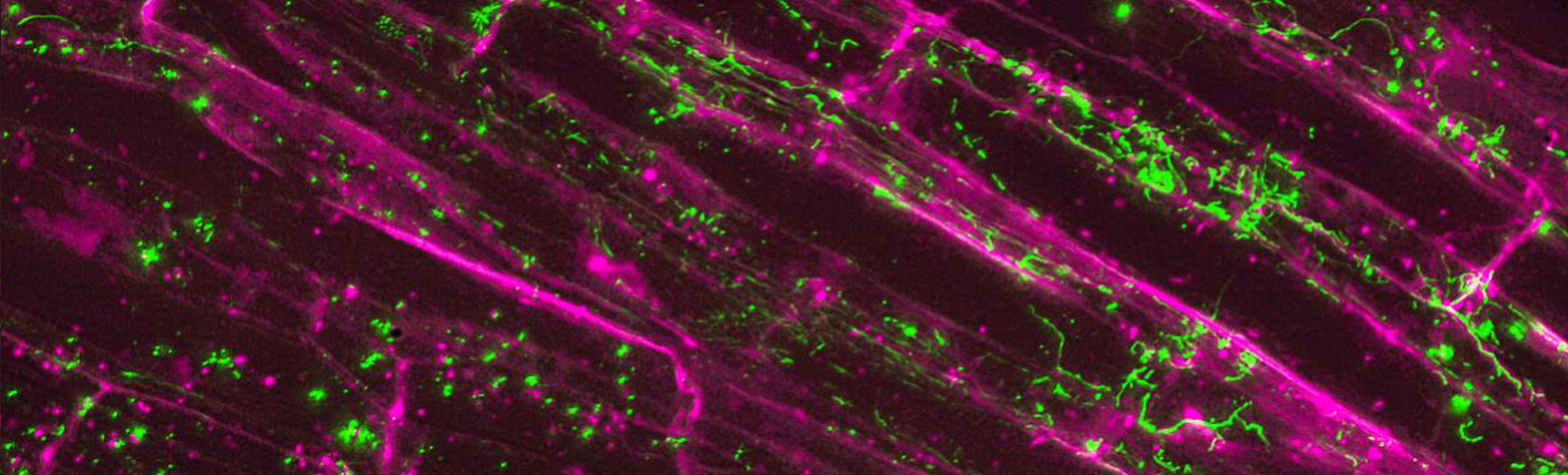 microscopy